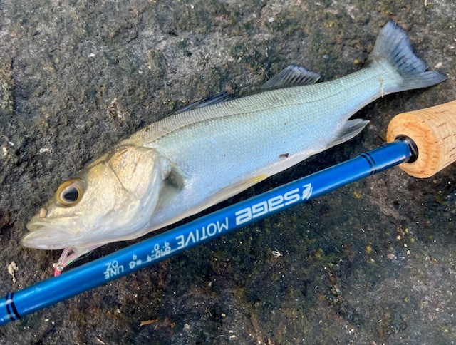 ソルトフライ最初の一歩 - Train-Fishing