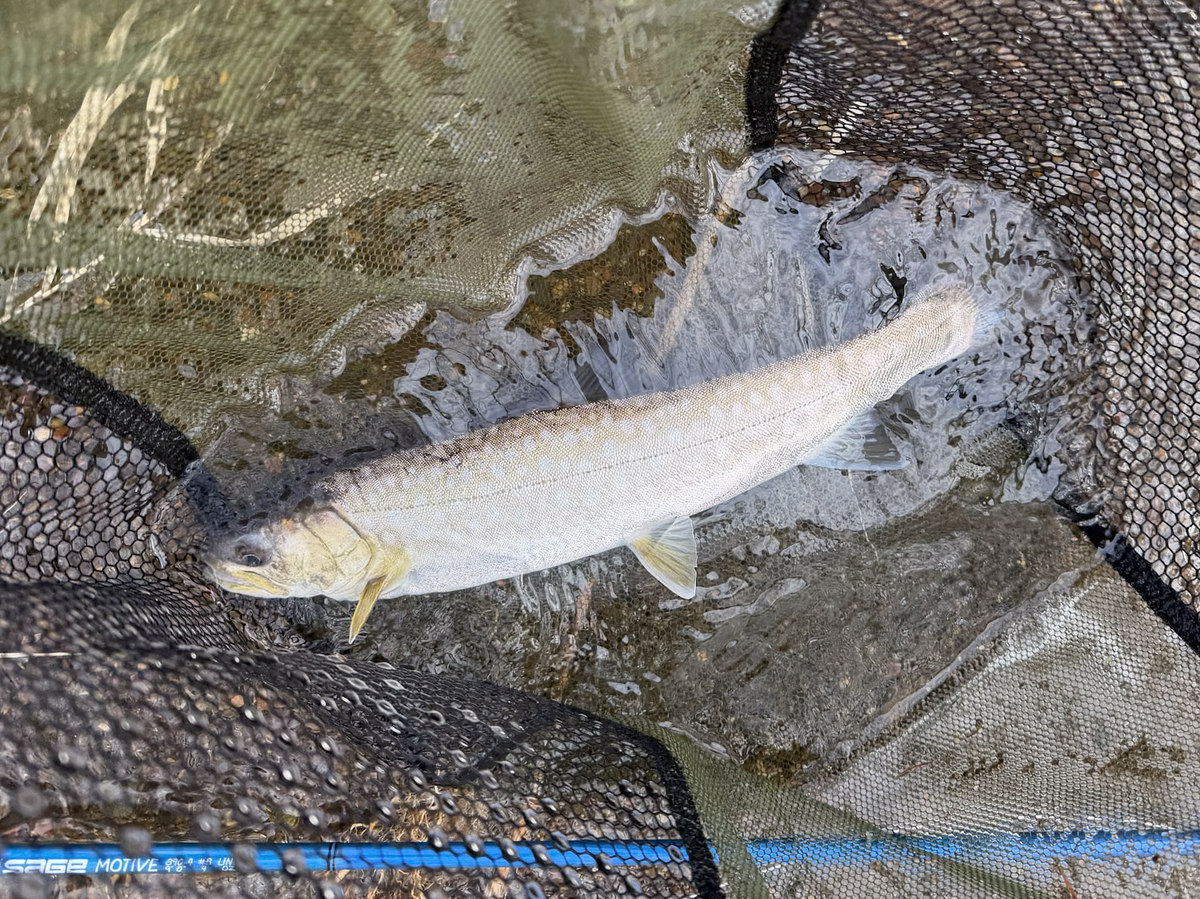 釣り
