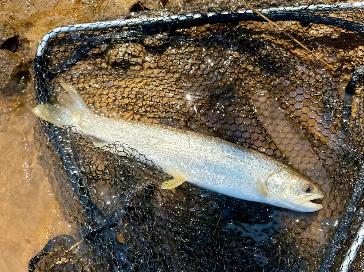 釣り