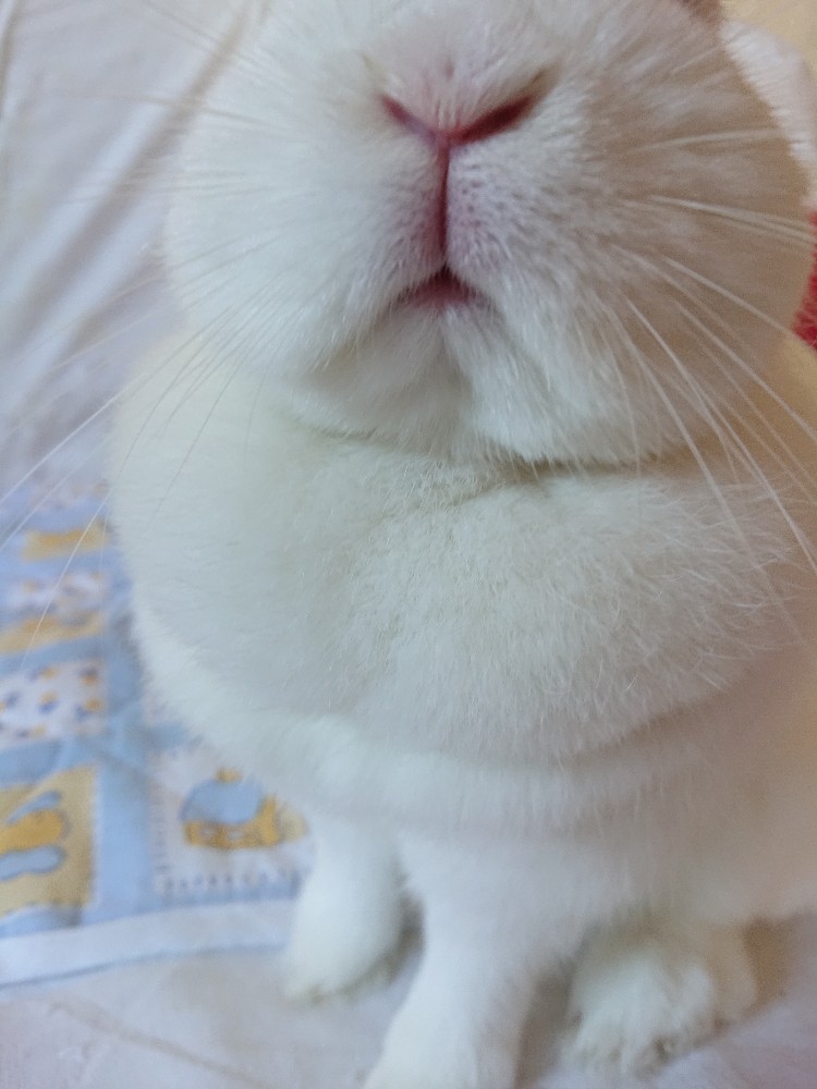 f:id:nenemimi:20190107003808j:plain