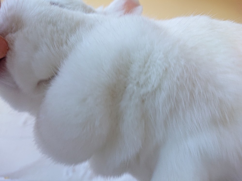 f:id:nenemimi:20190107003829j:plain