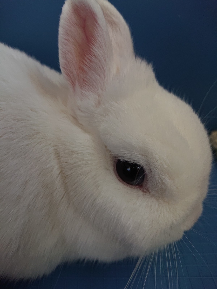 f:id:nenemimi:20190707012238j:plain f:id:nenemimi:20190707012238j:plain