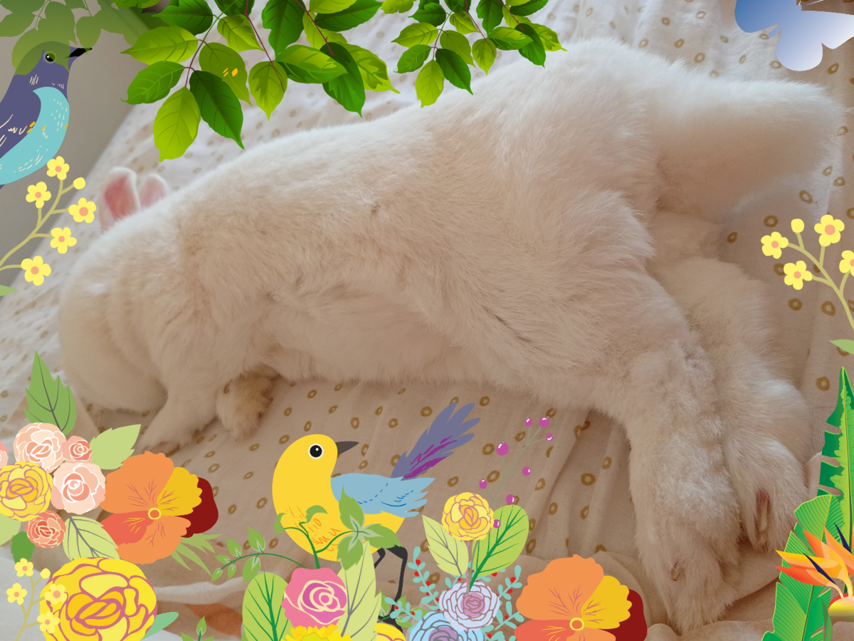 f:id:nenemimi:20190822080609p:plain f:id:nenemimi:20190822080609p:plain
