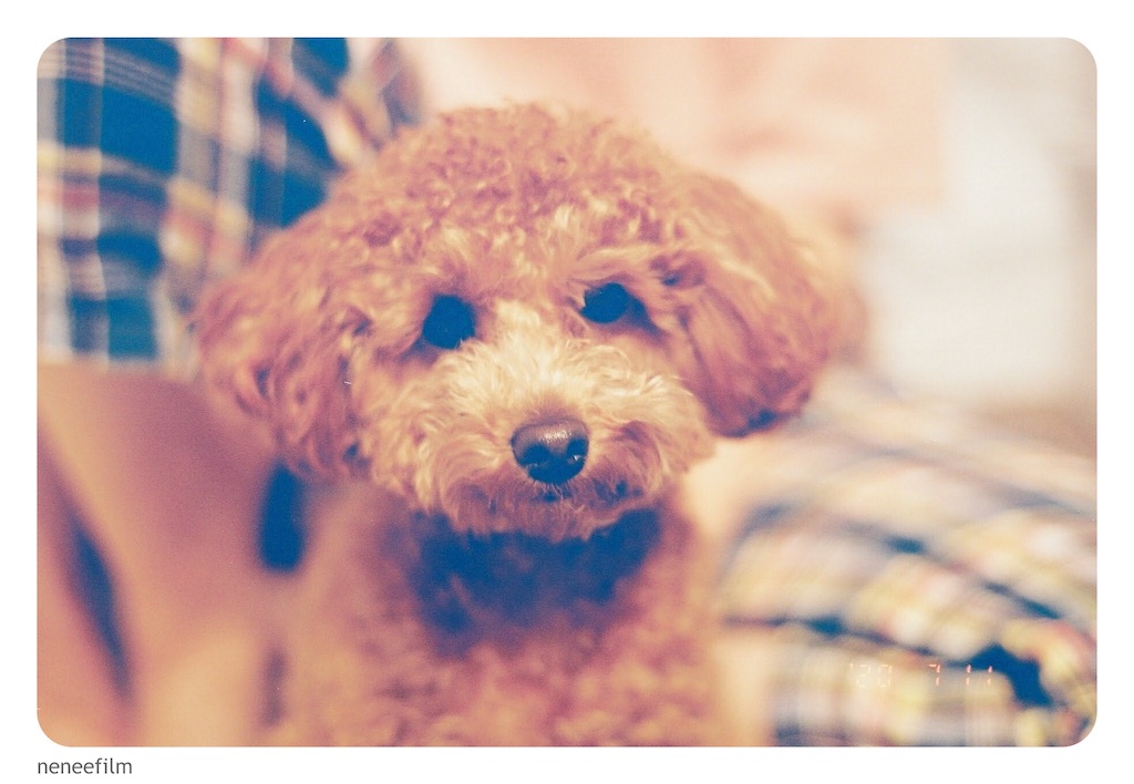 f:id:neneqn:20200721214240j:image