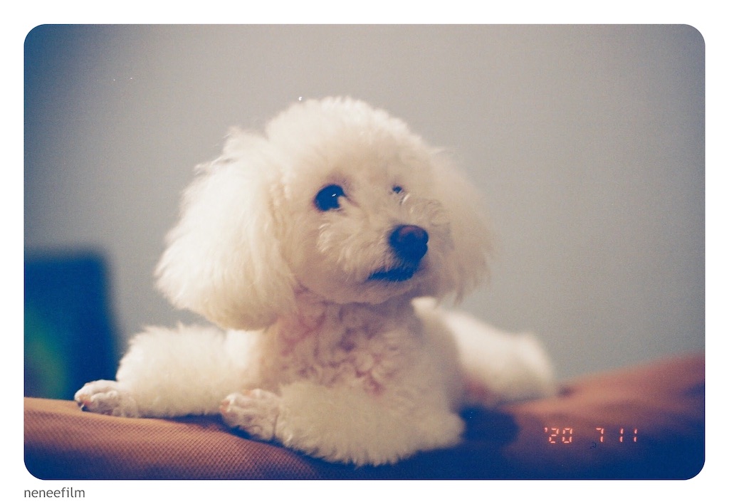 f:id:neneqn:20200721214310j:image