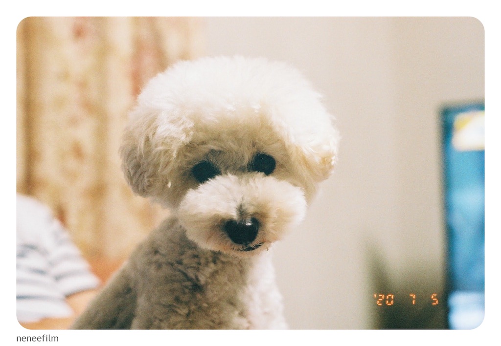 f:id:neneqn:20200721214317j:image