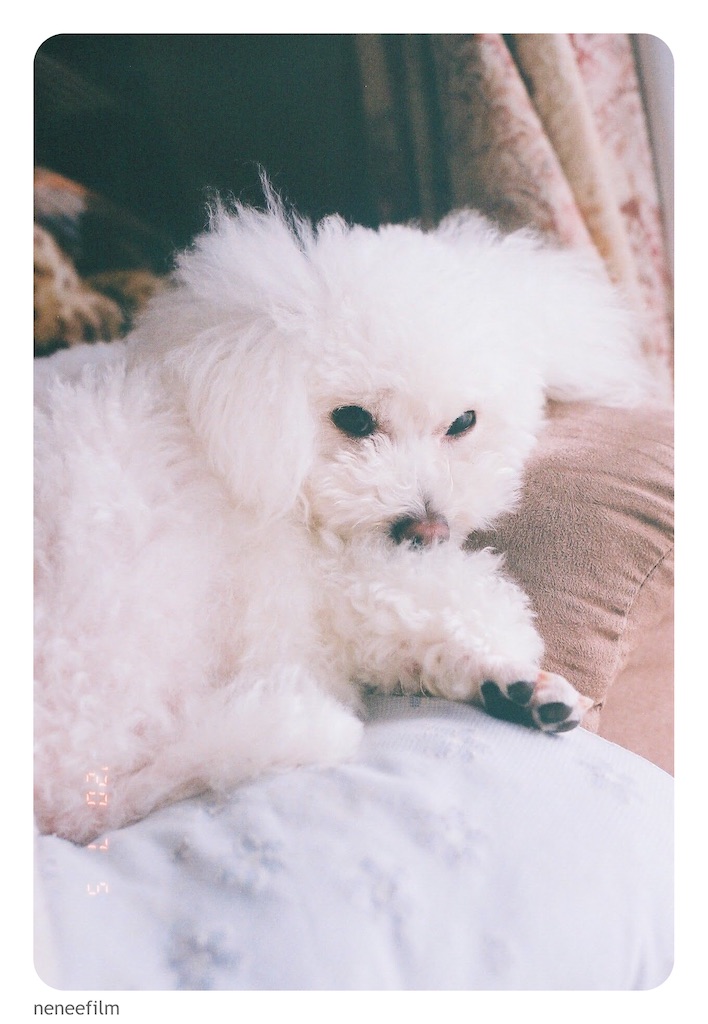 f:id:neneqn:20200721214431j:image