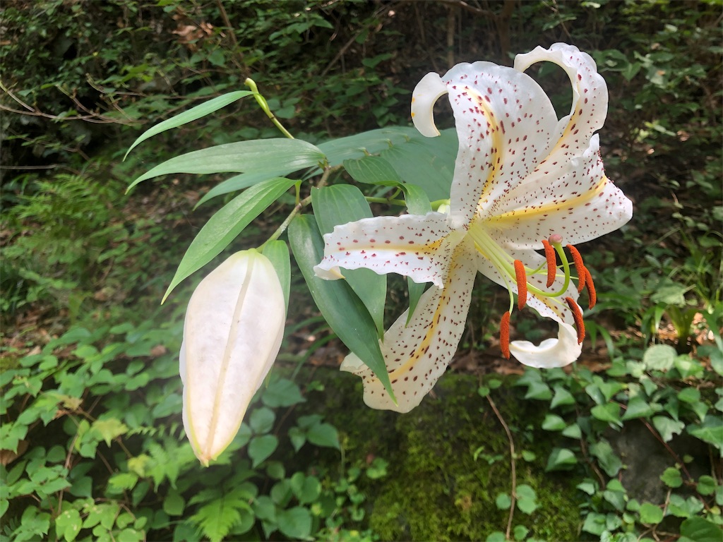 f:id:nenesan22:20190730152244j:image