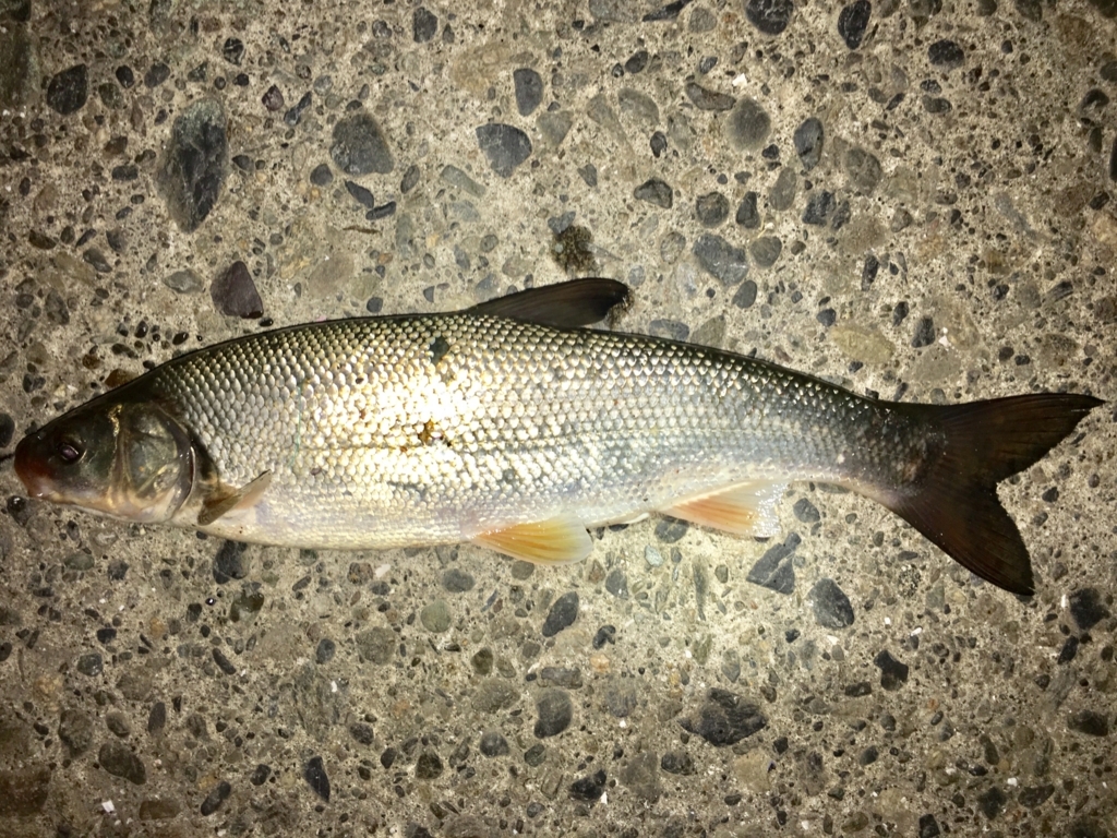 f:id:nenjin:20171023155707j:plain