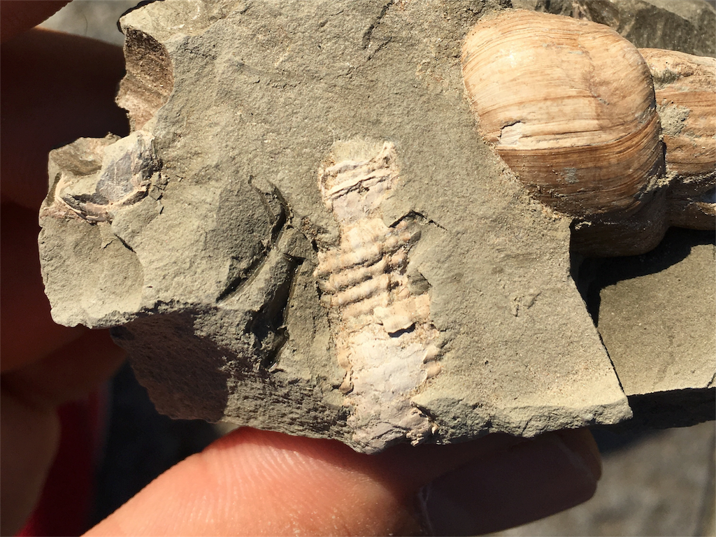 f:id:nenjin:20171106070857p:image