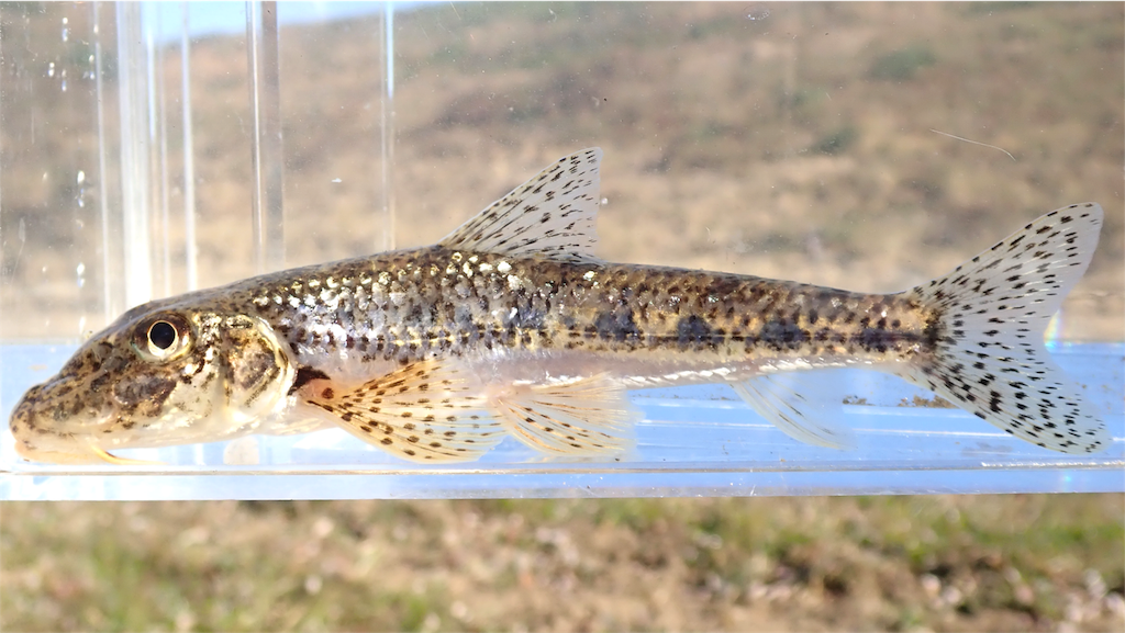 f:id:nenjin:20180103030629p:image