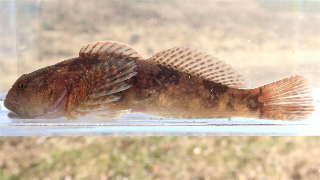 f:id:nenjin:20180103032812p:image