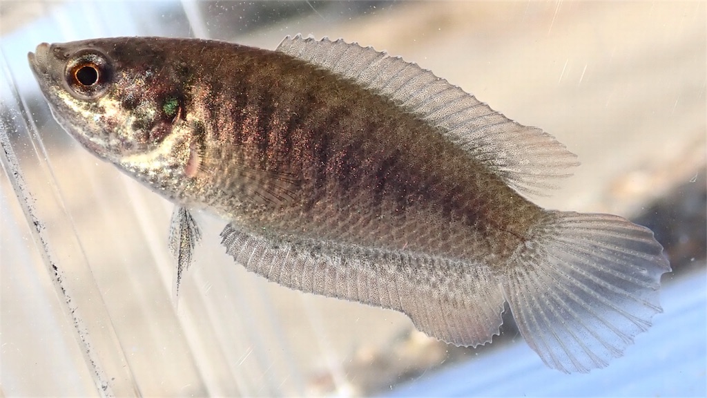 f:id:nenjin:20180103033436j:image