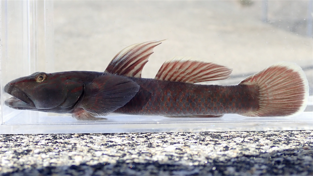 f:id:nenjin:20180103034430p:image