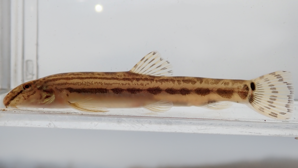 f:id:nenjin:20180224221533p:plain