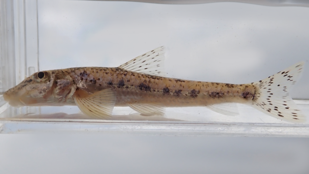 f:id:nenjin:20180224221615p:plain