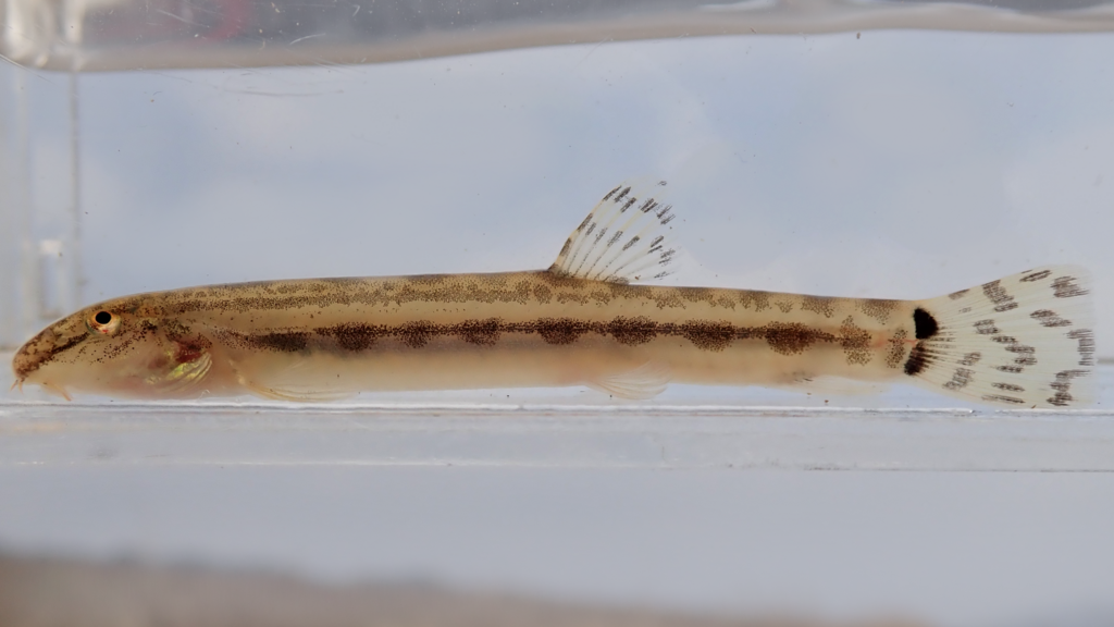 f:id:nenjin:20180224221645p:plain