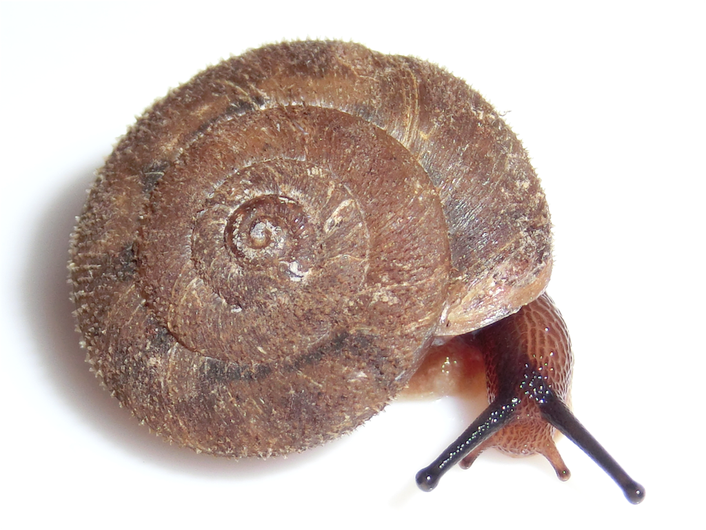 カタツムリ 貝標本「サドマイマイ」規制前採集品