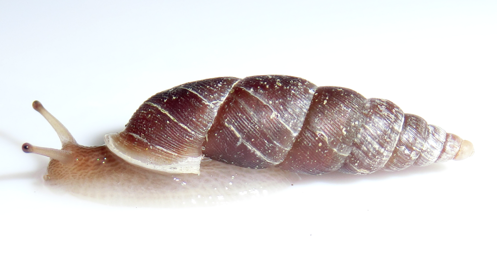 f:id:nenjin:20180421101517p:plain