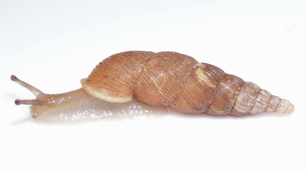 f:id:nenjin:20180421102206p:plain