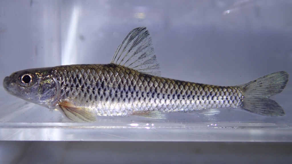 f:id:nenjin:20180619125045p:plain