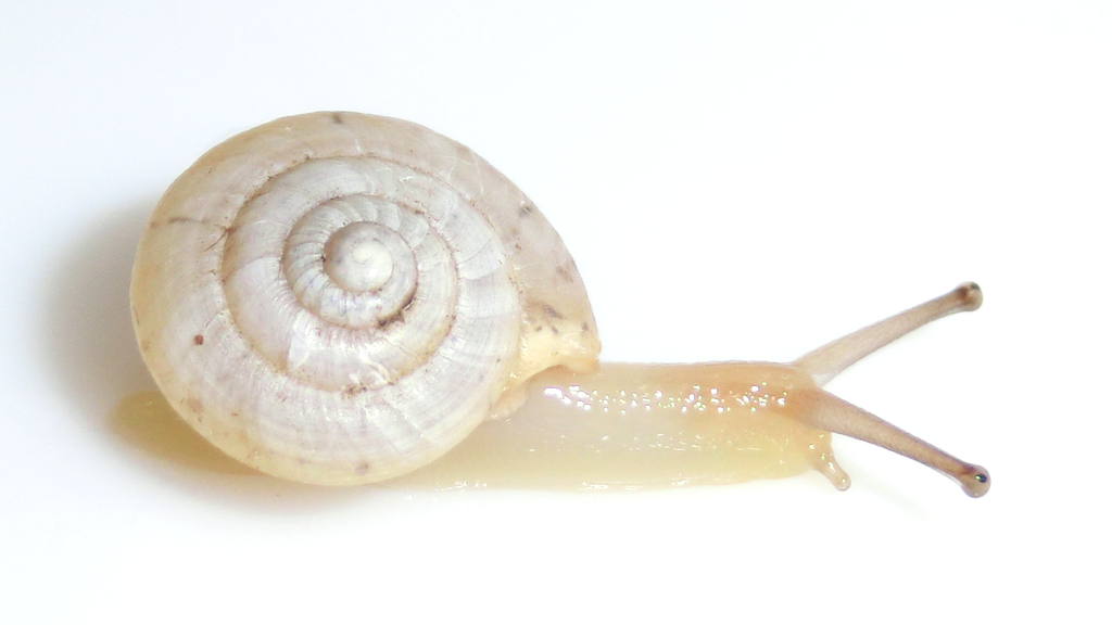 f:id:nenjin:20190306185607p:plain