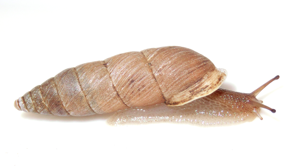 f:id:nenjin:20190306190353p:plain