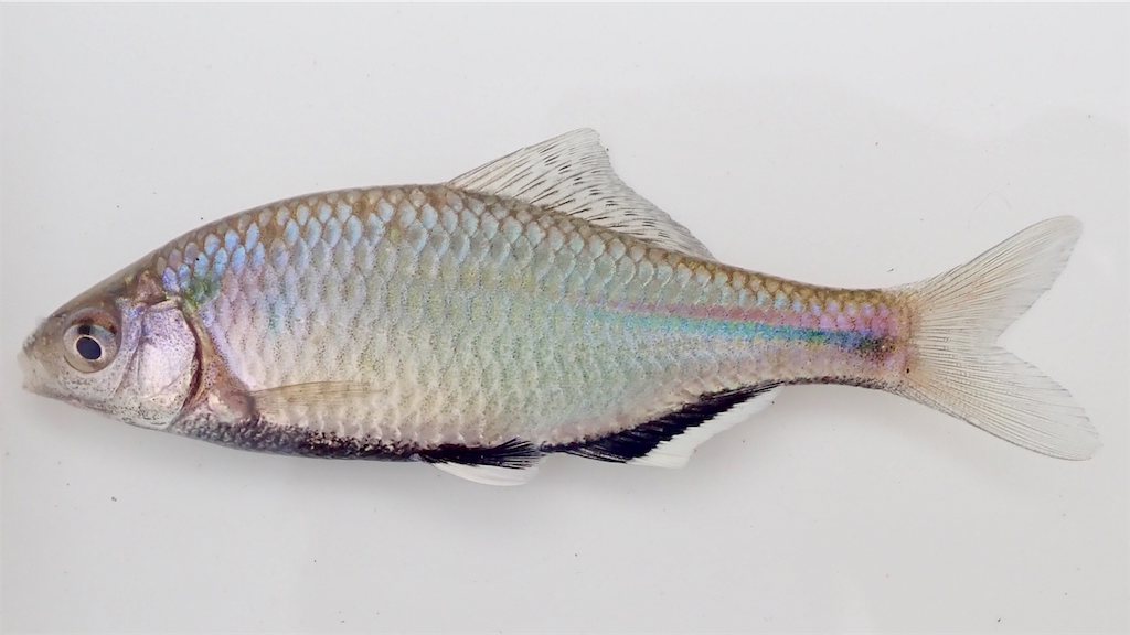 f:id:nenjin:20190323175050p:image