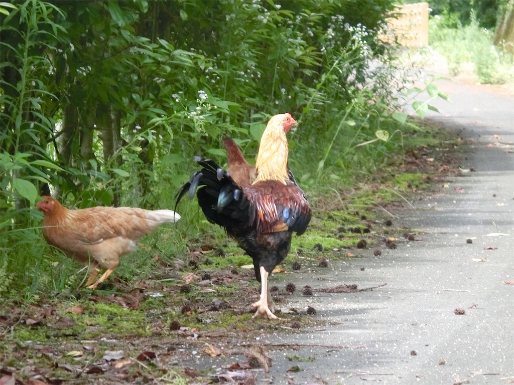 f:id:nenjin:20190812093539j:image