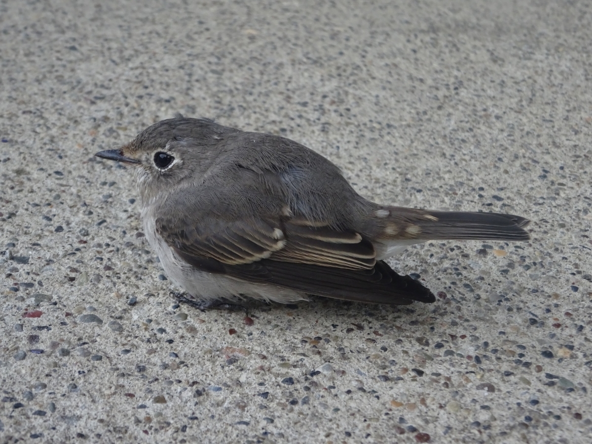 f:id:nenjin:20190820224738j:plain f:id:nenjin:20190820224738j:plain