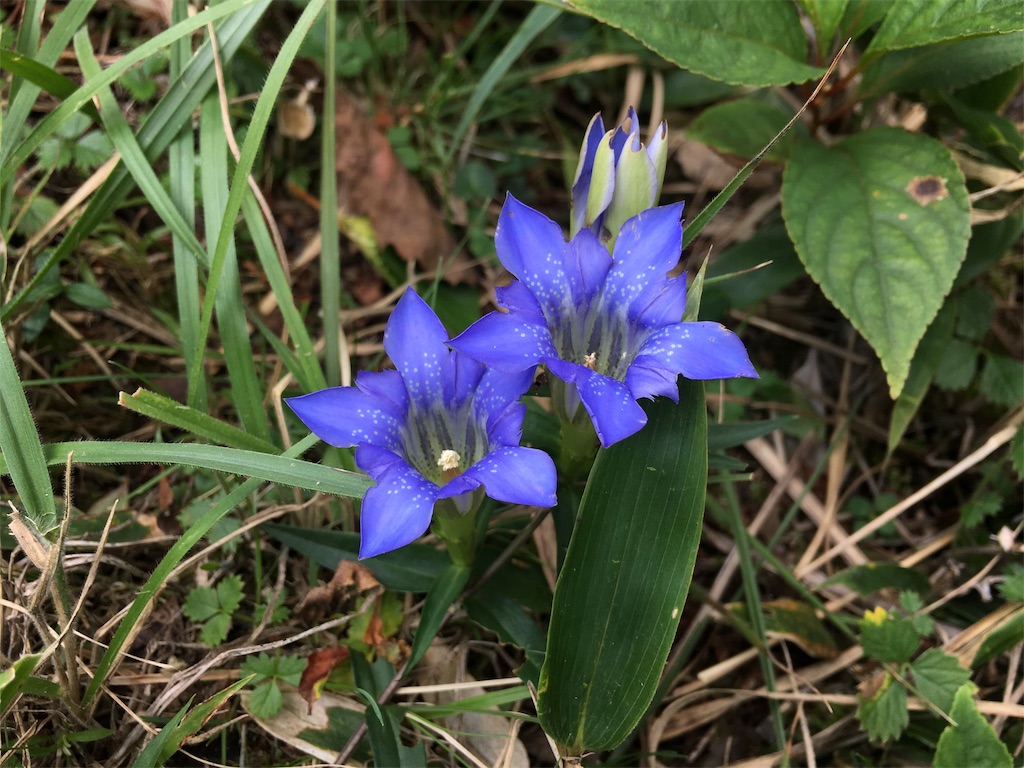 f:id:nenjin:20191008222744j:image