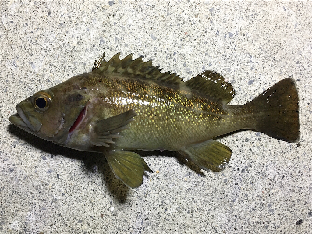 f:id:nenjin:20210330171131p:image