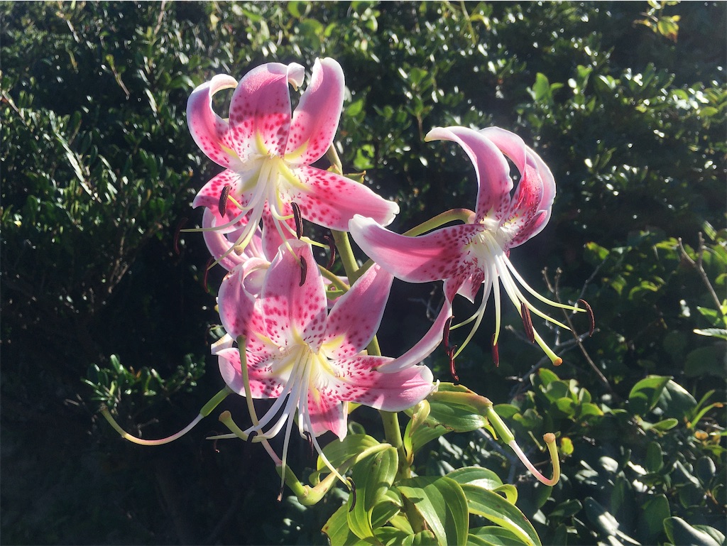 f:id:nenjin:20210905153032j:image f:id:nenjin:20210905153032j:image