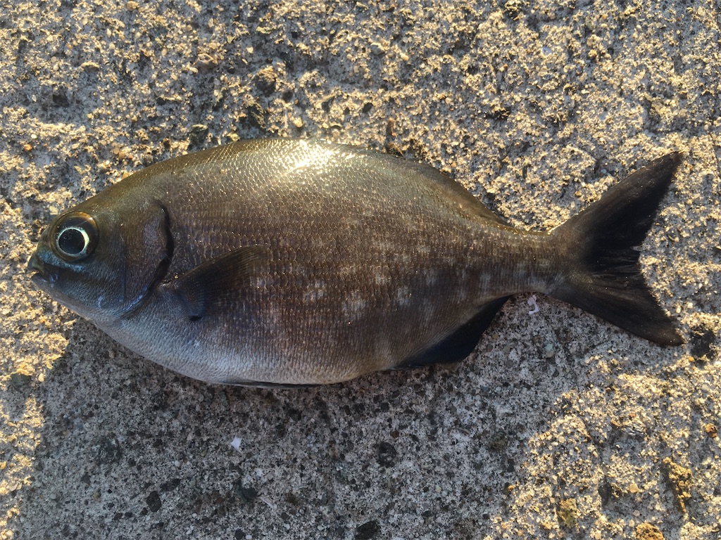 f:id:nenjin:20210906001203j:image f:id:nenjin:20210906001203j:image