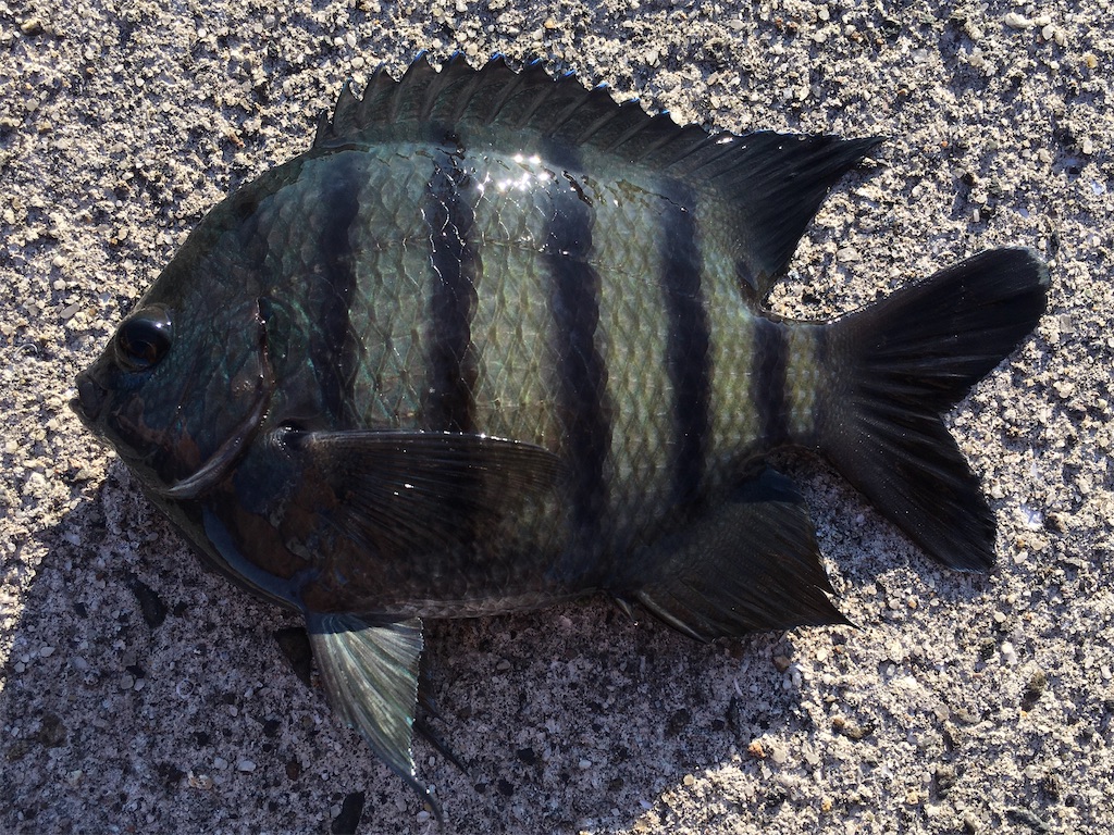 f:id:nenjin:20210906001207j:image f:id:nenjin:20210906001207j:image