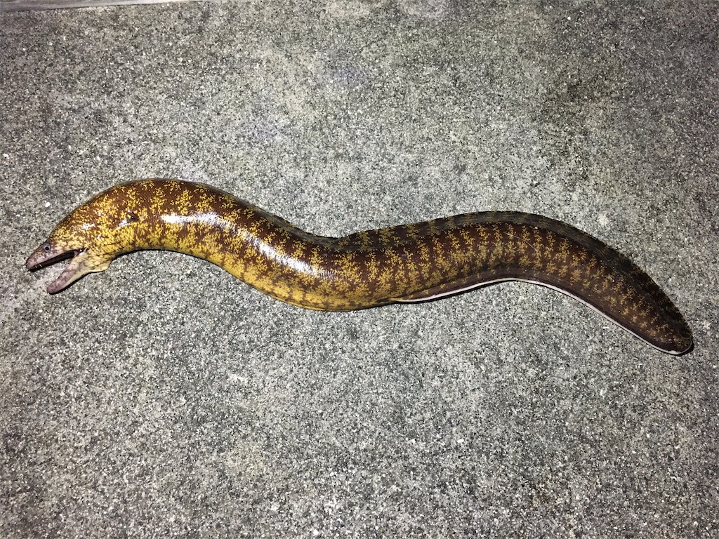 f:id:nenjin:20210907004726j:plain