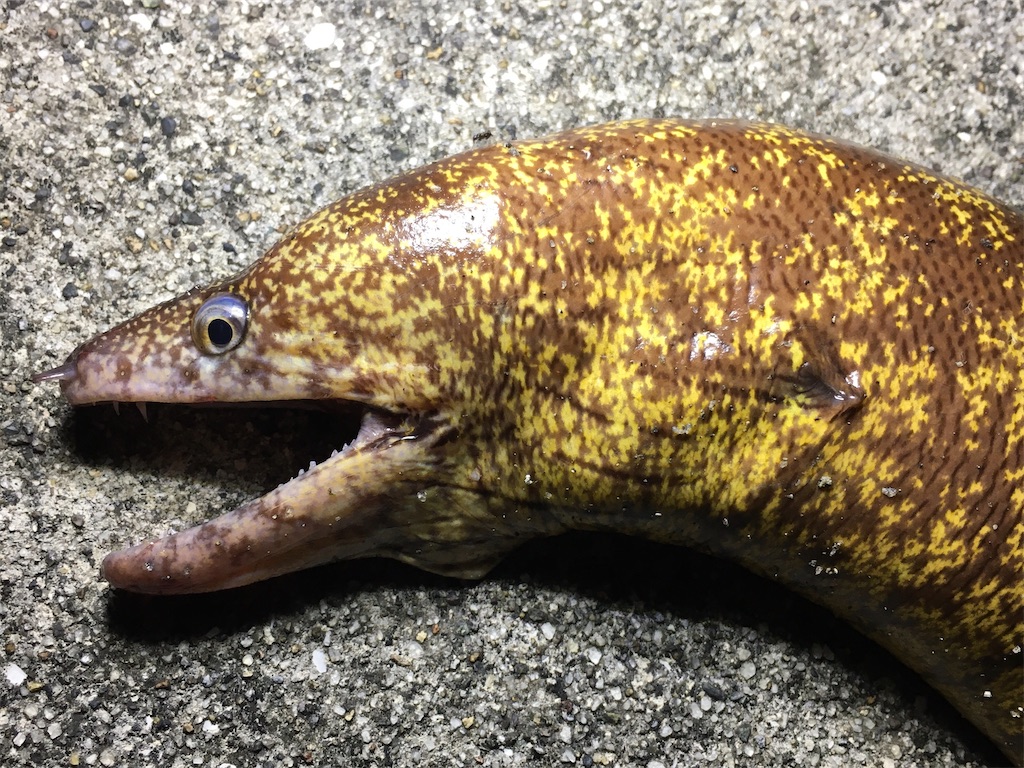 f:id:nenjin:20210907004728j:plain