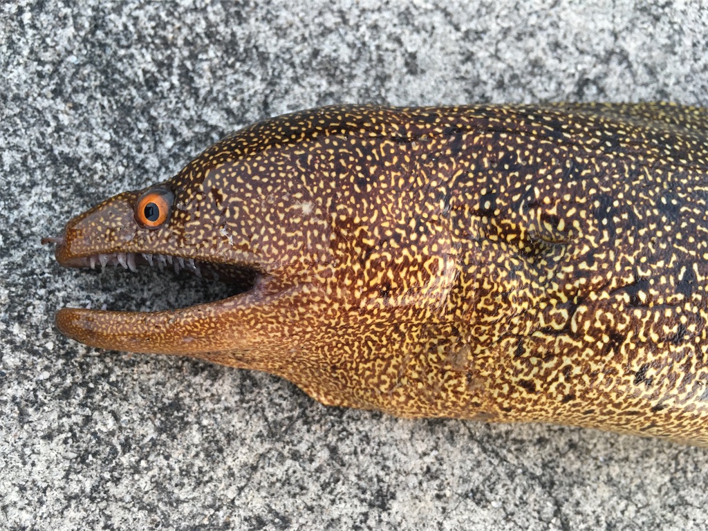 f:id:nenjin:20210907005204j:plain