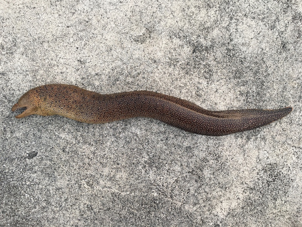 f:id:nenjin:20210907005207j:plain