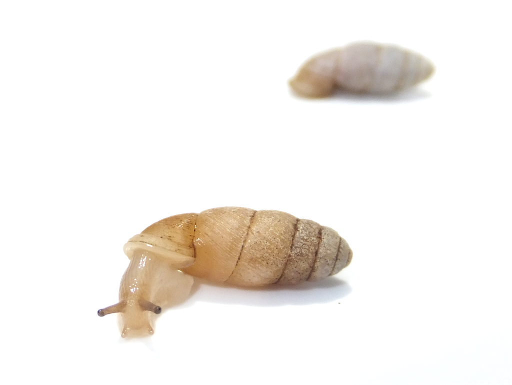 f:id:nenjin:20210907010140p:plain