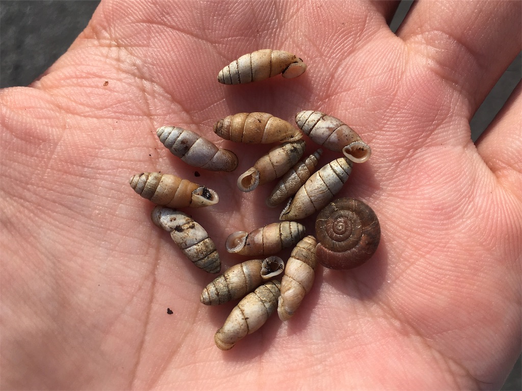 f:id:nenjin:20210907010144j:plain