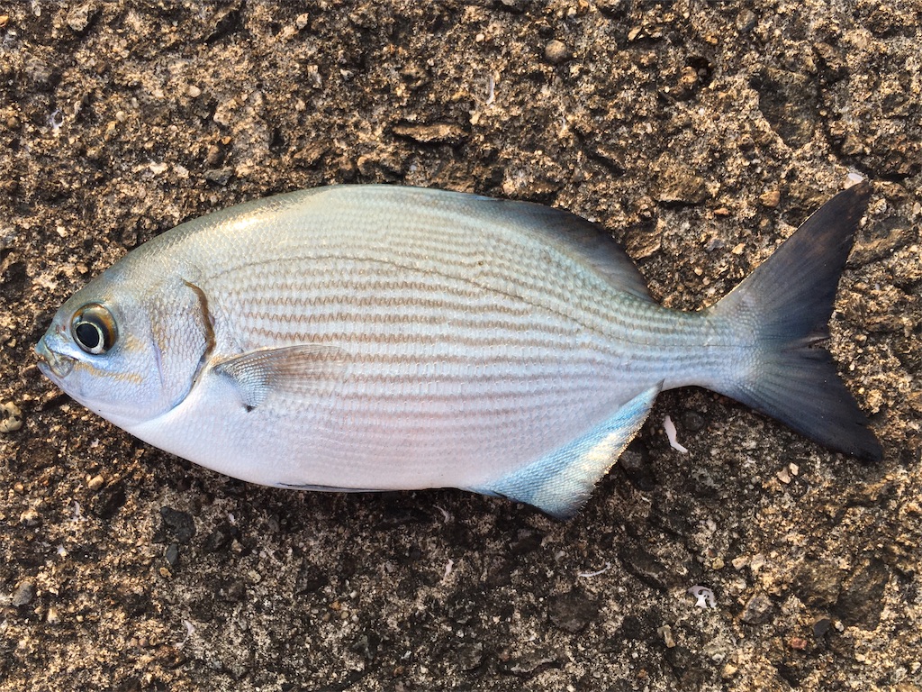 f:id:nenjin:20210907014834j:plain