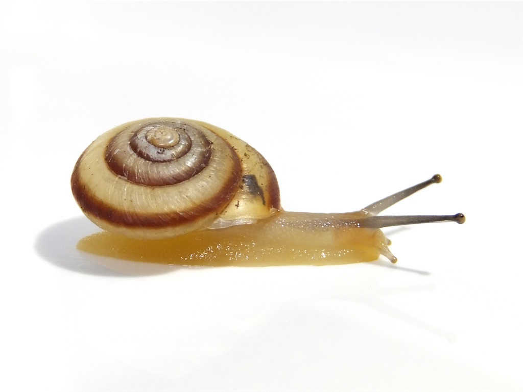 f:id:nenjin:20210908003530j:image