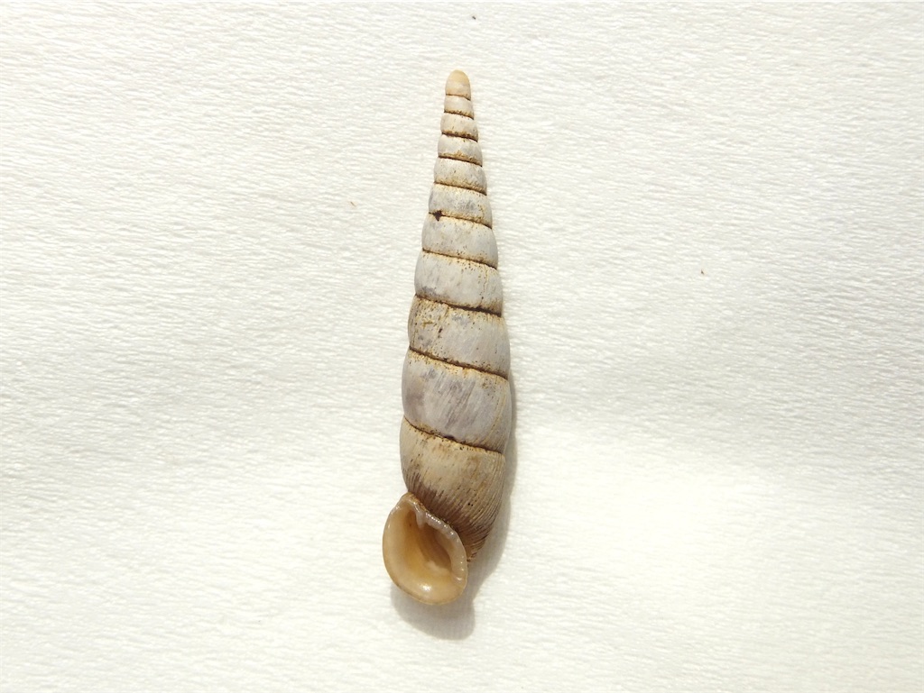 f:id:nenjin:20210908010254j:image