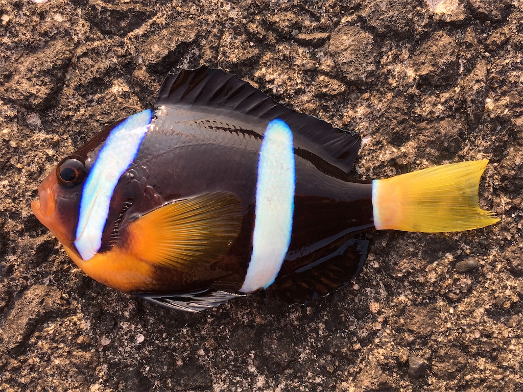 f:id:nenjin:20210908010632j:image