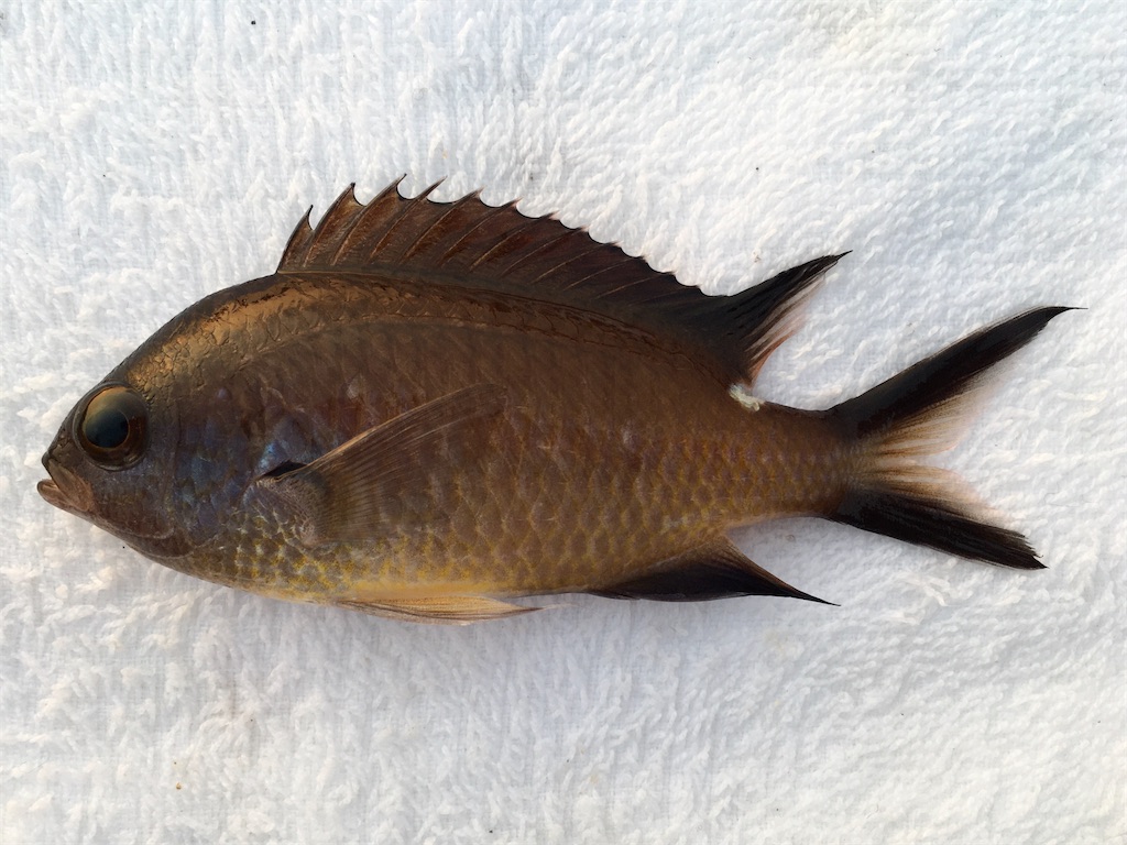 f:id:nenjin:20210908010635j:image