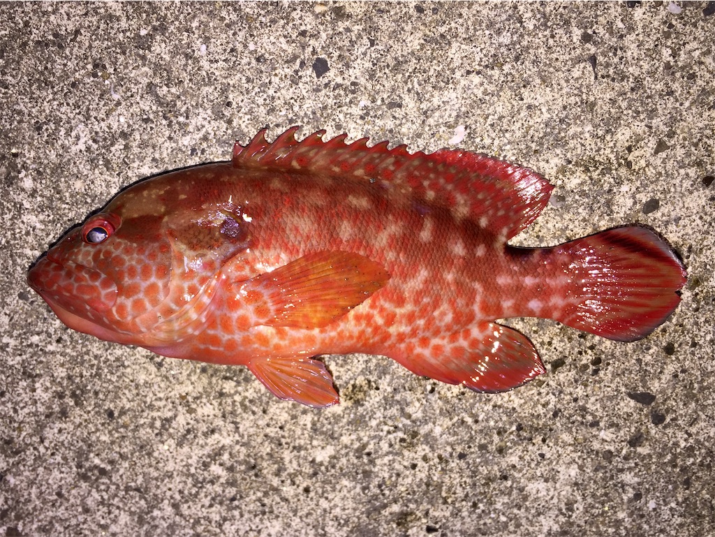 f:id:nenjin:20220115094802j:image f:id:nenjin:20220115094802j:image