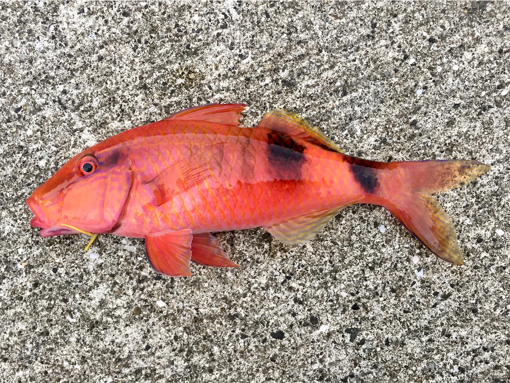 f:id:nenjin:20220115094805j:image f:id:nenjin:20220115094805j:image