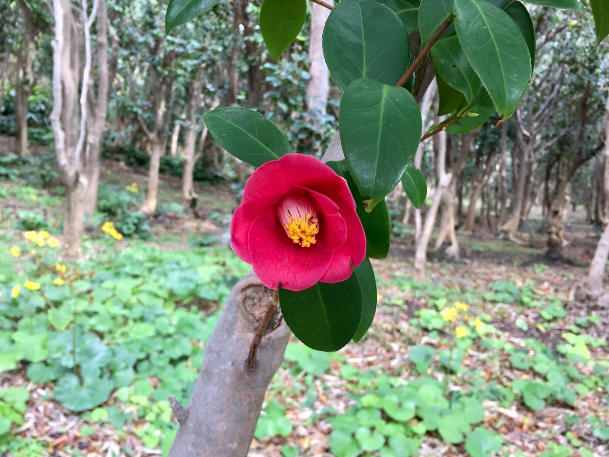 f:id:nenjin:20220115182526j:plain