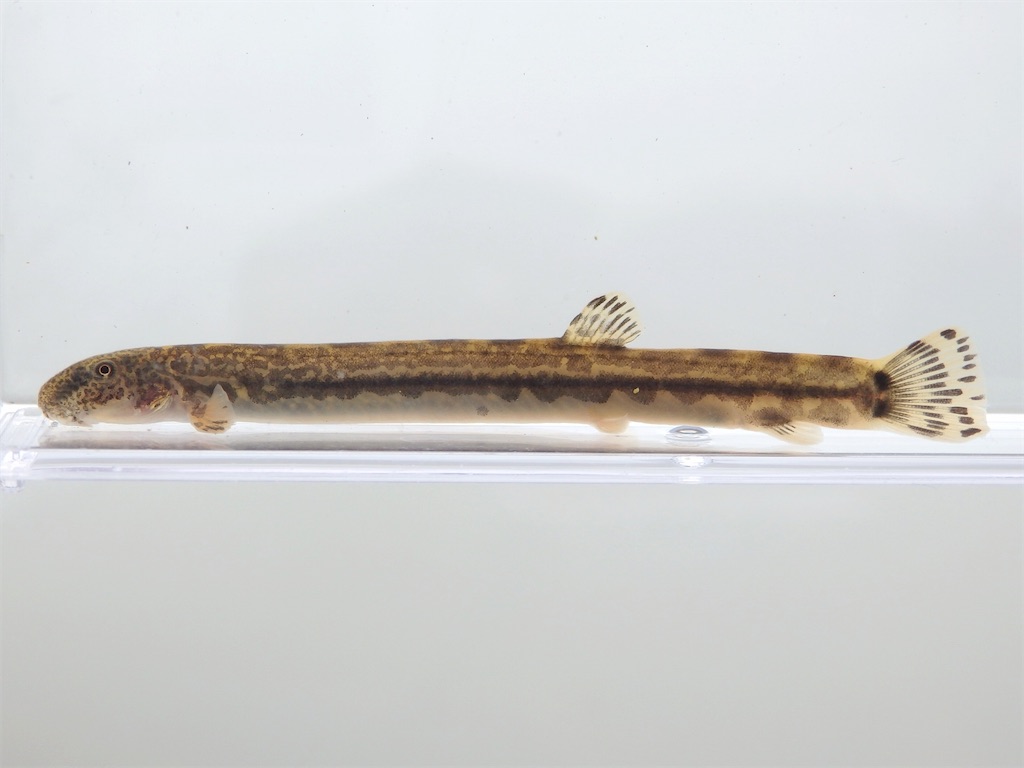 f:id:nenjin:20240519234942j:image f:id:nenjin:20240519234942j:image